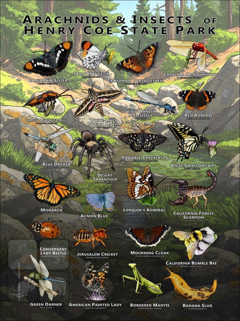 Us State Insects Poster Arachnids & Insects of Henry Coe State Park Poster Print