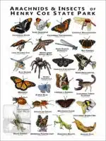 Arachnids & Insects of Henry Coe State Park Poster Print - Image 2