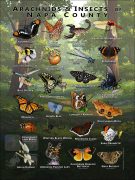 Poster design featuring various species of Arachnids & Insects found in Napa County, California