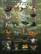 Poster design featuring various species of Arachnids & Insects found in Napa County, California