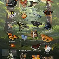 Poster design featuring various species of Arachnids & Insects found in Napa County, California