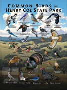 Poster design featuring various species of Birds native to Henry Coe State Park