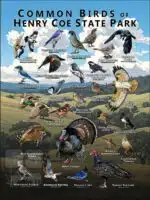 Poster design featuring various species of Birds native to Henry Coe State Park