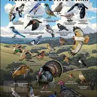 Poster design featuring various species of Birds native to Henry Coe State Park