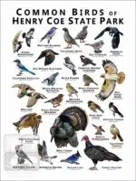 Common Birds of Henry Coe State Park - Image 2