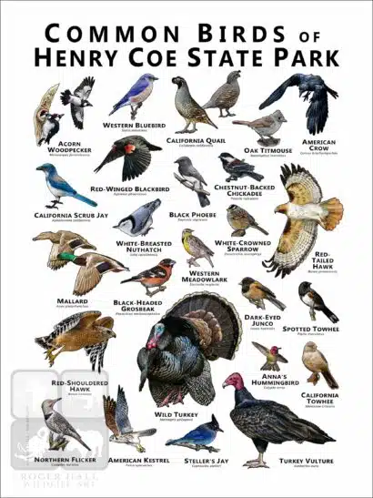 Common Birds of Henry Coe State Park - Image 2