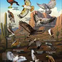 Hawks of Arizona Poster Print