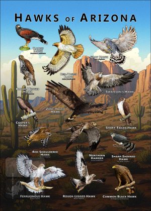 Hawks of Arizona Poster Print
