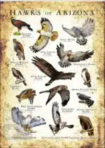 Hawks of Arizona Poster Print - Image 3