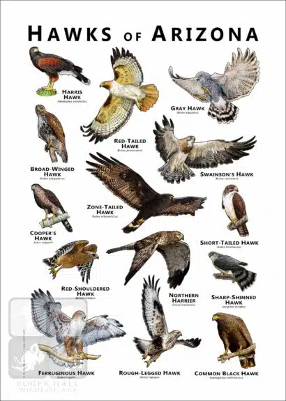 Hawks of Arizona Poster Print - Image 2