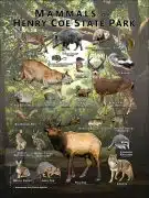 Poster design featuring various species of mammal found in Henry Coe State Park