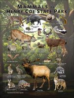 Poster design featuring various species of mammal found in Henry Coe State Park
