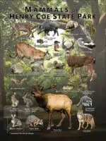 Poster design featuring various species of mammal found in Henry Coe State Park