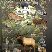 Poster design featuring various species of mammal found in Henry Coe State Park