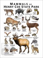 Mammals of Henry Coe State Park Poster - Image 2