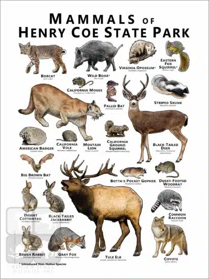 Mammals of Henry Coe State Park Poster - Image 2