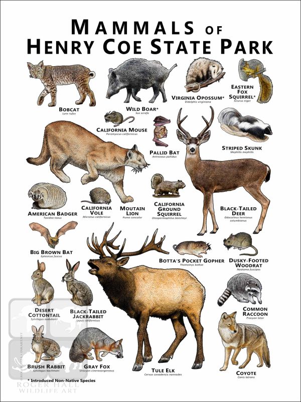Mammals of Henry Coe State Park Poster - Image 2