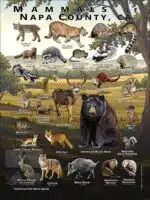 Poster design featuring various species of mammal found in Napa County, California
