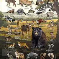 Poster design featuring various species of mammal found in Napa County, California