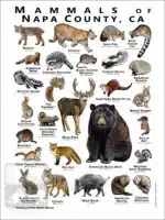 Mammals of Napa County, California - Image 2