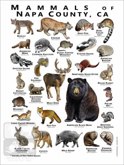 Mammals of Napa County, California - Image 2