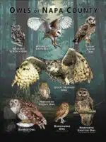 Owls of Napa County poster print