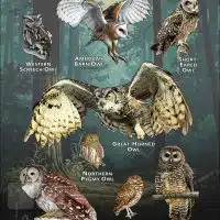 Owls of Napa County poster print