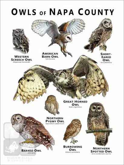 Owls of Napa County Poster Print - Image 2