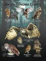 Owls of Sonoma County poster print