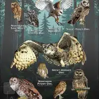 Owls of Sonoma County poster print