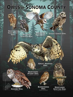 Owls of Sonoma County poster print