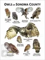 Owls of Sonoma County Poster Print - Image 2