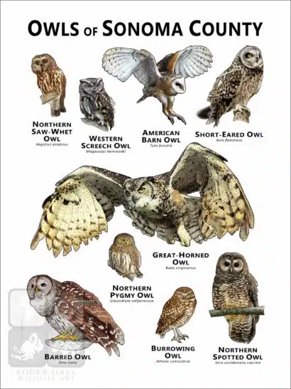 Owls of Sonoma County Poster Print - Image 2