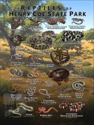 Reptiles of Henry Coe State Park poster