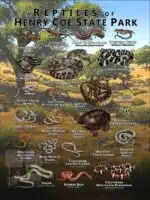 Reptiles of Henry Coe State Park poster