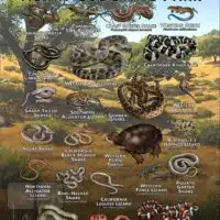 Reptiles of Henry Coe State Park poster