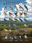 Songbirds of Napa County, California poster print