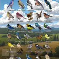 Songbirds of Napa County, California poster print