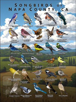 Songbirds of Napa County, California poster print