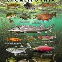 Poster design featuring various species of sportfish found in California