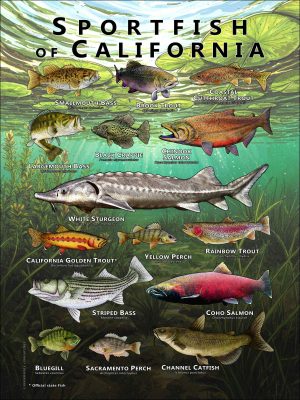 Poster design featuring various species of sportfish found in California