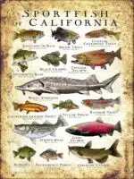 Freshwater Sportfish of California Poster Print - Image 3
