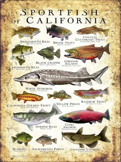 Freshwater Sportfish of California Poster Print - Image 3