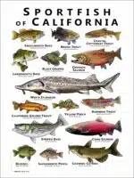Freshwater Sportfish of California Poster Print - Image 2