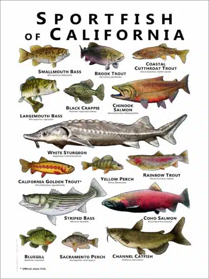 Freshwater Sportfish of California Poster Print - Image 2