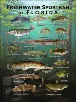 Poster design featuring various species of sportfish found in Florida
