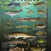Poster design featuring various species of sportfish found in Florida