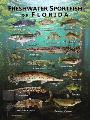 Poster design featuring various species of sportfish found in Florida