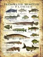 Freshwater Sportfish of Florida Poster Print - Image 3