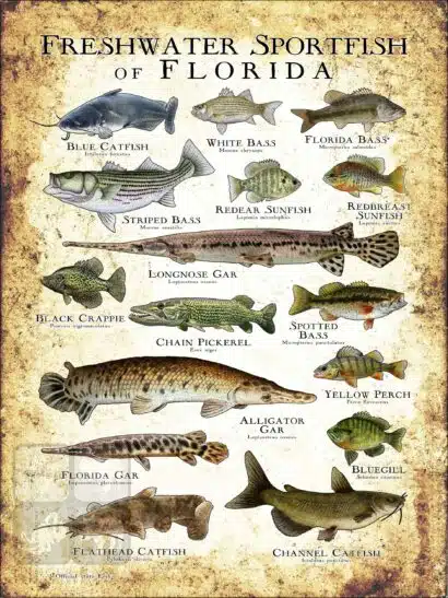 Freshwater Sportfish of Florida Poster Print - Image 3